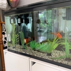 水槽　60cm ①