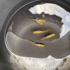 鳳凰　ヒカリ体型（メダカ）　ペアの画像