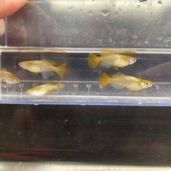 鳳凰　ヒカリ体型（メダカ）　ペアの画像