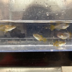 黄金ブラック光（メダカ）　ペアの画像