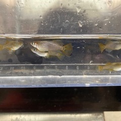 黄金ブラック光（メダカ）　ペアの画像