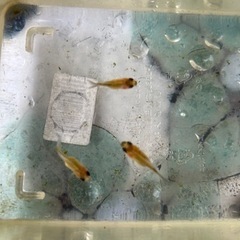ふわふわ可愛いりゅうきん金魚〜お話し中