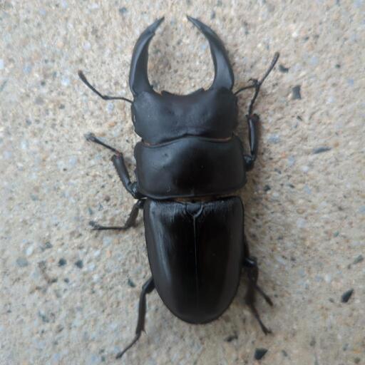 国産オオクワガタ　能勢ＹＧ75㎜ペア