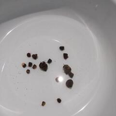 「ヒメタニシ稚貝」15個200円☆メダカ☆熱帯魚☆観賞用☆苔取り名人☆