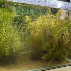 引取限定！40cm水槽(レグラス)丸ごと、詫び草3個、ティミカ一匹と周辺機器お譲りします。の画像
