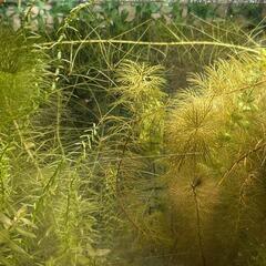 引取限定！40cm水槽(レグラス)丸ごと、詫び草3個、ティミカ一匹と周辺機器お譲りします。の画像