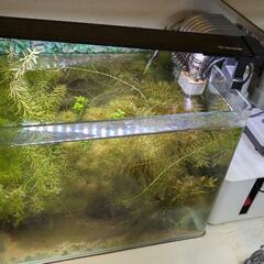 引取限定！40cm水槽(レグラス)丸ごと、詫び草3個、ティミカ一匹と周辺機器お譲りします。の画像