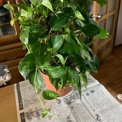 譲渡相手が決定！【観葉植物】ポトスタワーお譲りいたします！高さ約50㎝