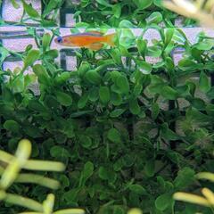 引取限定！40cm水槽(レグラス)丸ごと、詫び草3個、ティミカ一匹と周辺機器お譲りします。の画像