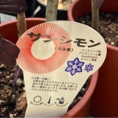 黒法師　ガーデニングの画像