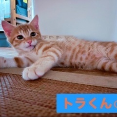 7月21日(日)🐈✨すみれペットクリニック様にて主催『立川地域猫の会』(予約不用)の譲渡会を開催致します‼️🐈✨まだ掲載されていない保護猫ちゃん達も多数参加致します❣️️🐈‍⬛💕皆様のお越しを心よりお待ち致しております❣️🙇‍♀️🍀🐈✨ - 立川市