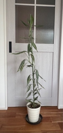 観葉植物♡ドラセナ