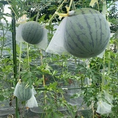 奇跡のミニトマトなど夏野菜の10種類セットの画像