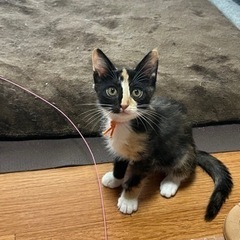 いろはちゃん