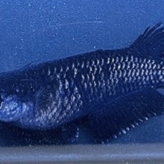 極上めだか「ミッドナイトフリル　漆黒」有精卵10個