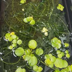 水草