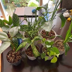 【お取引き中】ミニ観葉植物7鉢