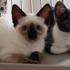 タヌキ顔が可愛い♥シャム風姉妹 - 猫