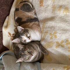 おっとり仲良し姉妹猫　さいたま市