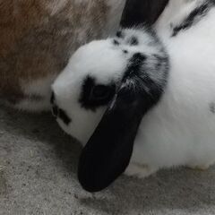 この子たちの里親さんを探しています
