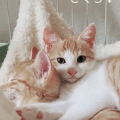 7月21日(日)🐈💕すみれペットクリニック様にて主催『立川地域猫...