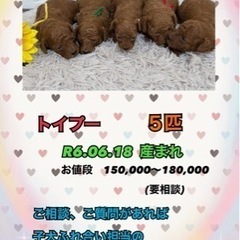 子犬ふれ合い販売会💖
