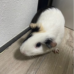 モルモット(白黒)