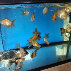 色々金魚