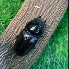 【国産オオクワガタNO:79】受け渡し予定川西産70ミリペアー の画像