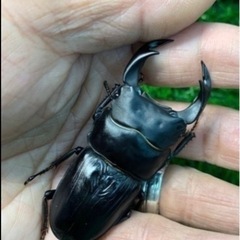 【国産オオクワガタNO:79】受け渡し予定川西産70ミリペアー の画像