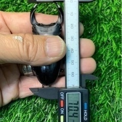 【国産オオクワガタNO:79】受け渡し予定川西産70ミリペアー の画像