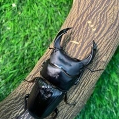 【国産オオクワガタNO:79】受け渡し予定川西産70ミリペアー の画像