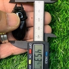 【国産オオクワガタNO:79】受け渡し予定川西産70ミリペアー の画像