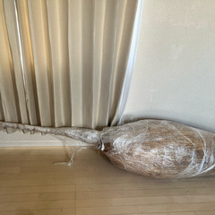 バリ島のパラソル