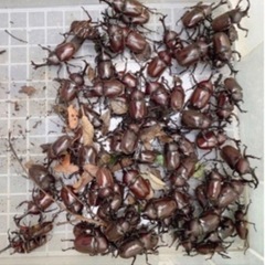 カブトムシ オス・メス 200匹以上  クワガタもたくさんいます♪ ❷