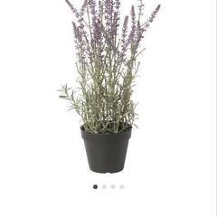 IKEA 人工観葉植物　Fejkaの画像