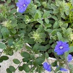 グランドカバー 青い花 ドライフラワー 押し花 アメリカンブルー...