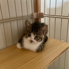 キジ三毛2ヶ月