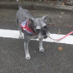 【里親決定しました】　ミニチュアシュナウザー　6歳　メス − 東京都