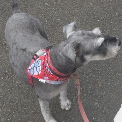 【里親決定しました】　ミニチュアシュナウザー　6歳　メス - 多摩市