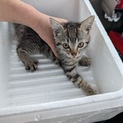 迷い仔猫保護してます。ご存知の方いませんか？