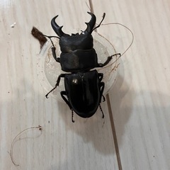 ④オキナワヒラタクワガタ♂のみ