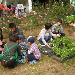 幼稚園・保育園にプレゼントするお花を育てるお手伝い募集！