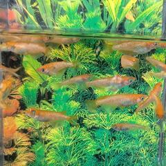 改良メダカ　紅華　若魚２ペア＋１