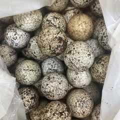 中古品 ゴルフボール 約10kg 未洗浄 未確認 現状渡し 練習 