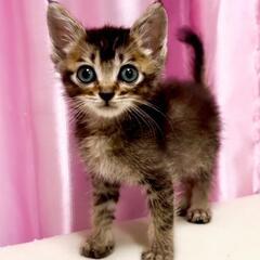 ソマリ？アビシニアン？みたいな可愛い子猫ちゃん里親募集