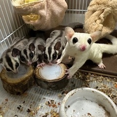 うさぎ  チンチラ  モモンガ  − 愛知県