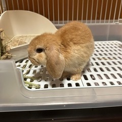 うさぎ  チンチラ  モモンガ  - 豊橋市