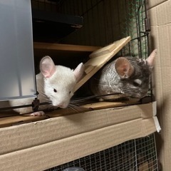 うさぎ  チンチラ  モモンガ  - その他