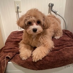 9ヶ月のマルプーを飼ってます！